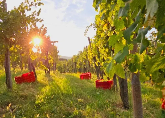 Valentina Guest House At Pintar Wine Estate