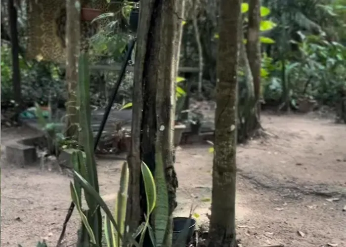 Campo De Heliantos