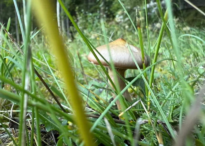 Wasserpark Hotel: Pension Mitterwallner