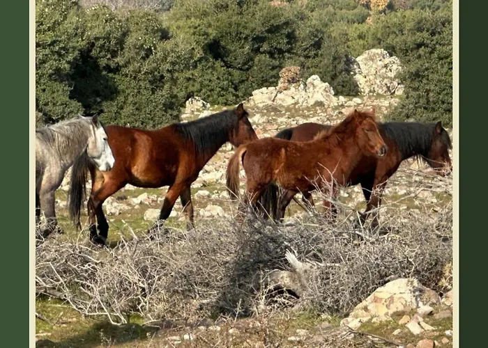 Pergamon Yunt Evleri